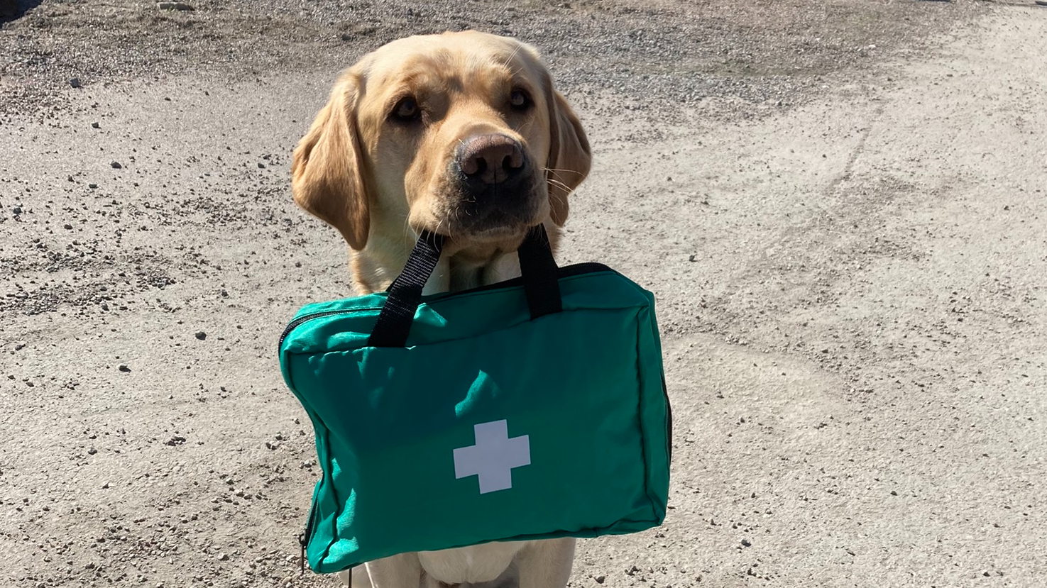 Hund bär akutsjukvårdsväska i munnen.