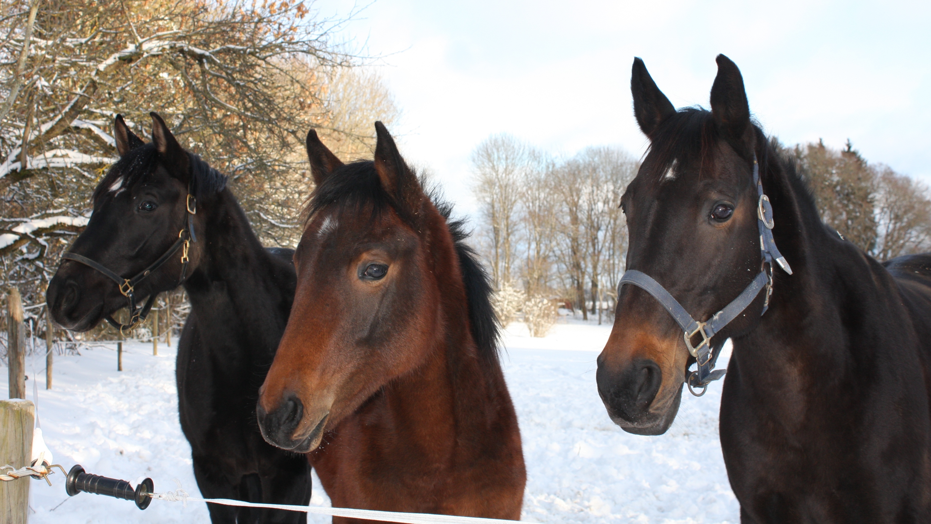 Tre bruna hästar i en snötäckt hage