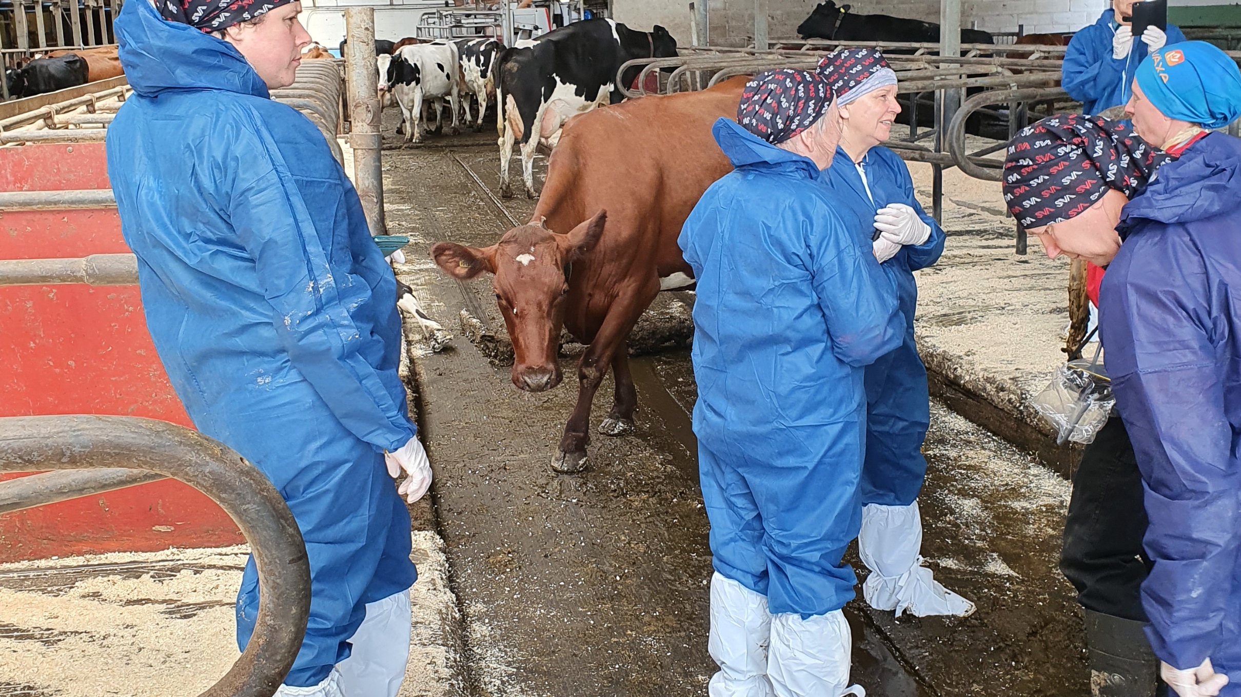 Lettiska veterinärer besöker svensk mjölkgård