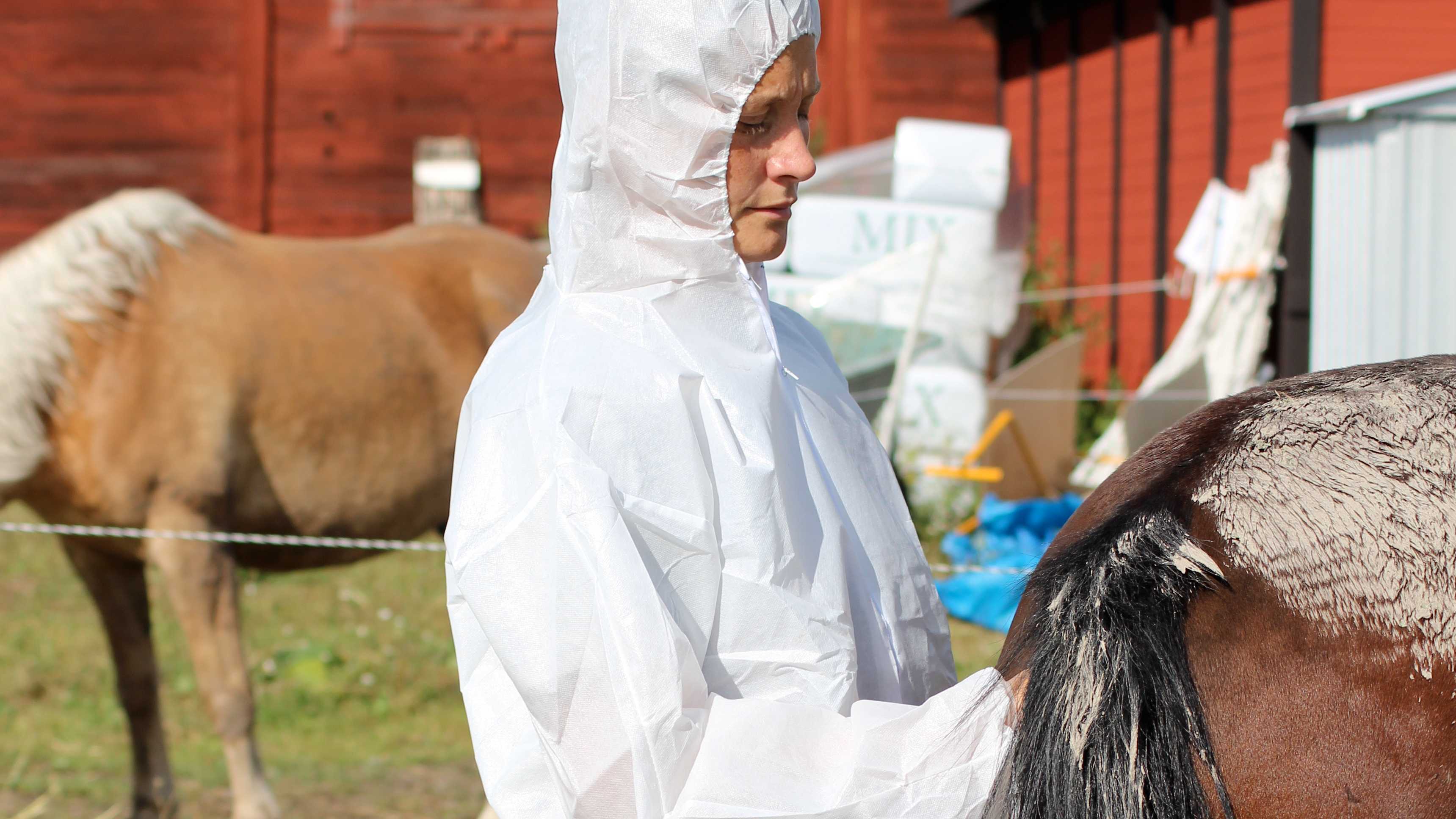 En person iklädd vita skyddskläder mäter kroppstemperatur på en häst