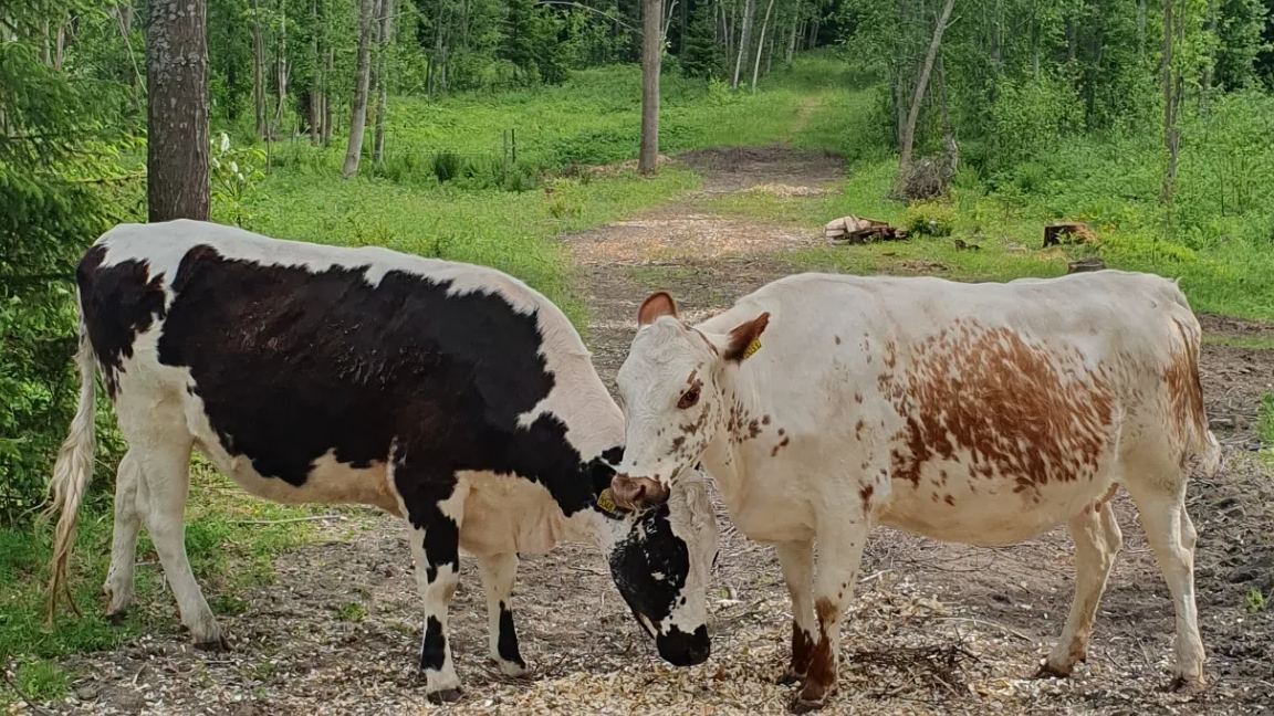 Två fjällkor i skogsglänta