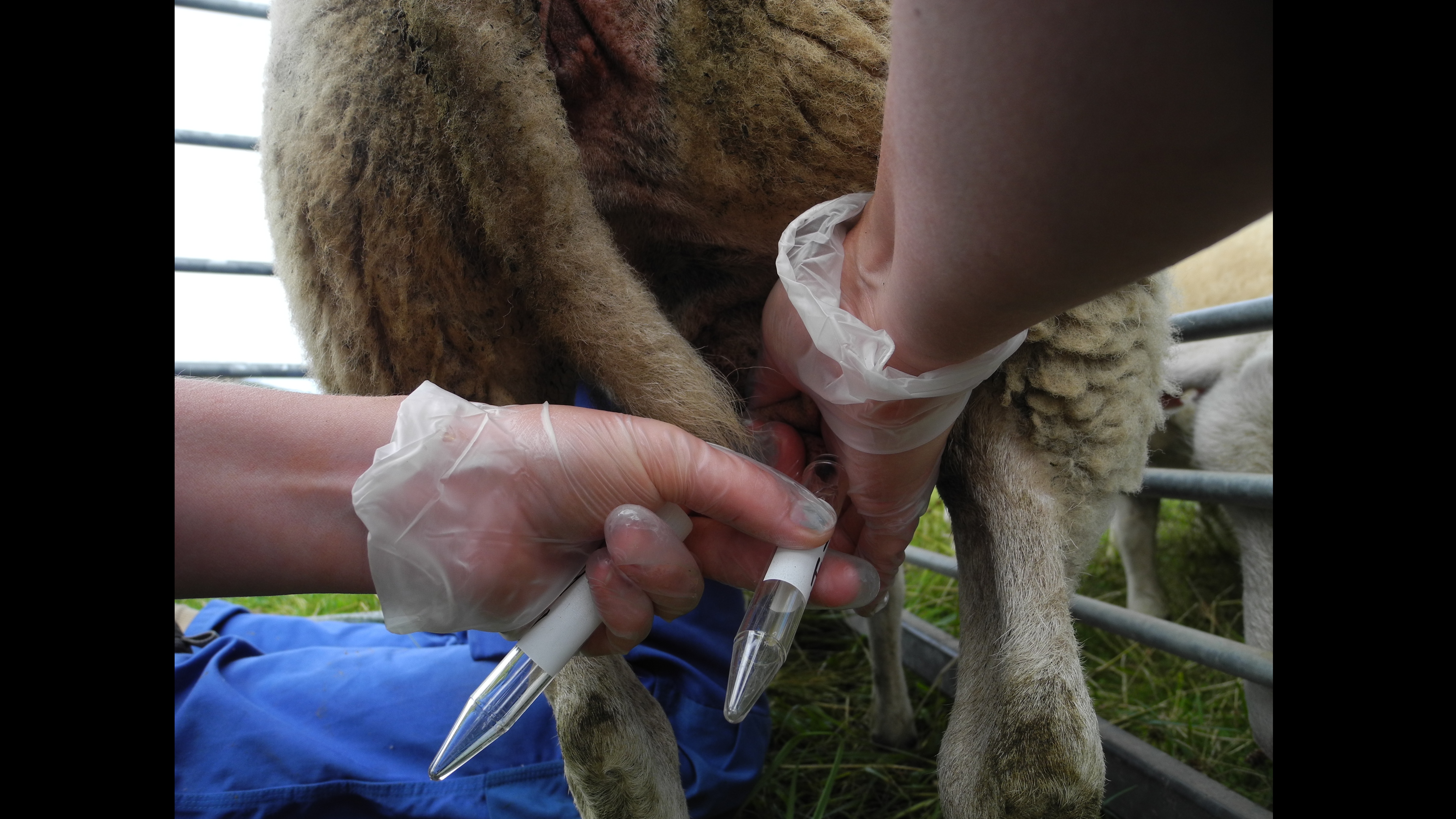 Veterinär tar mjölkprov från tacka